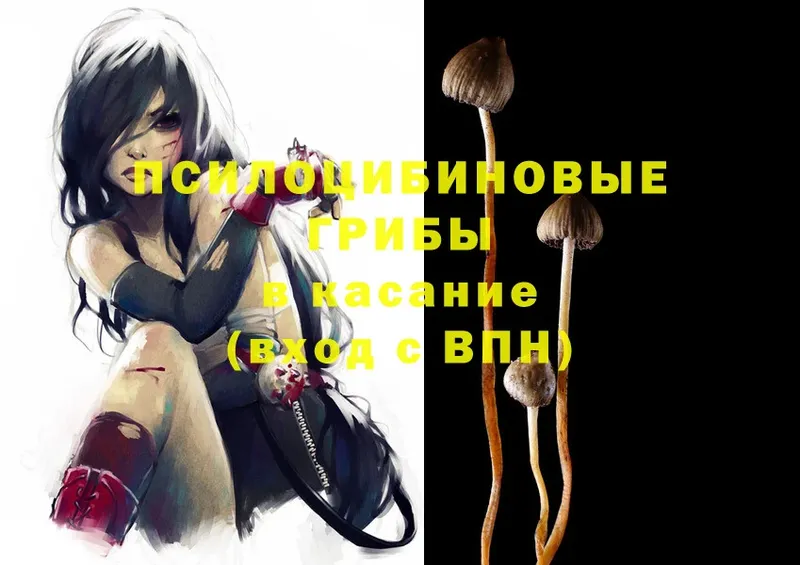 Псилоцибиновые грибы Psilocybe  Лесосибирск 